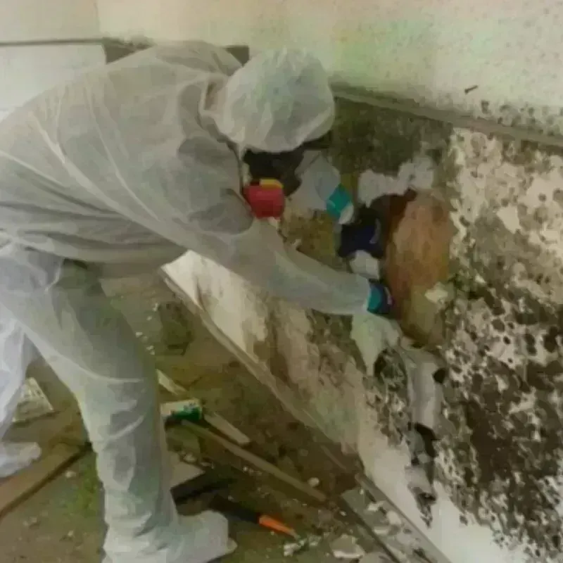 Mold Remediation and Removal in Templeton, MA